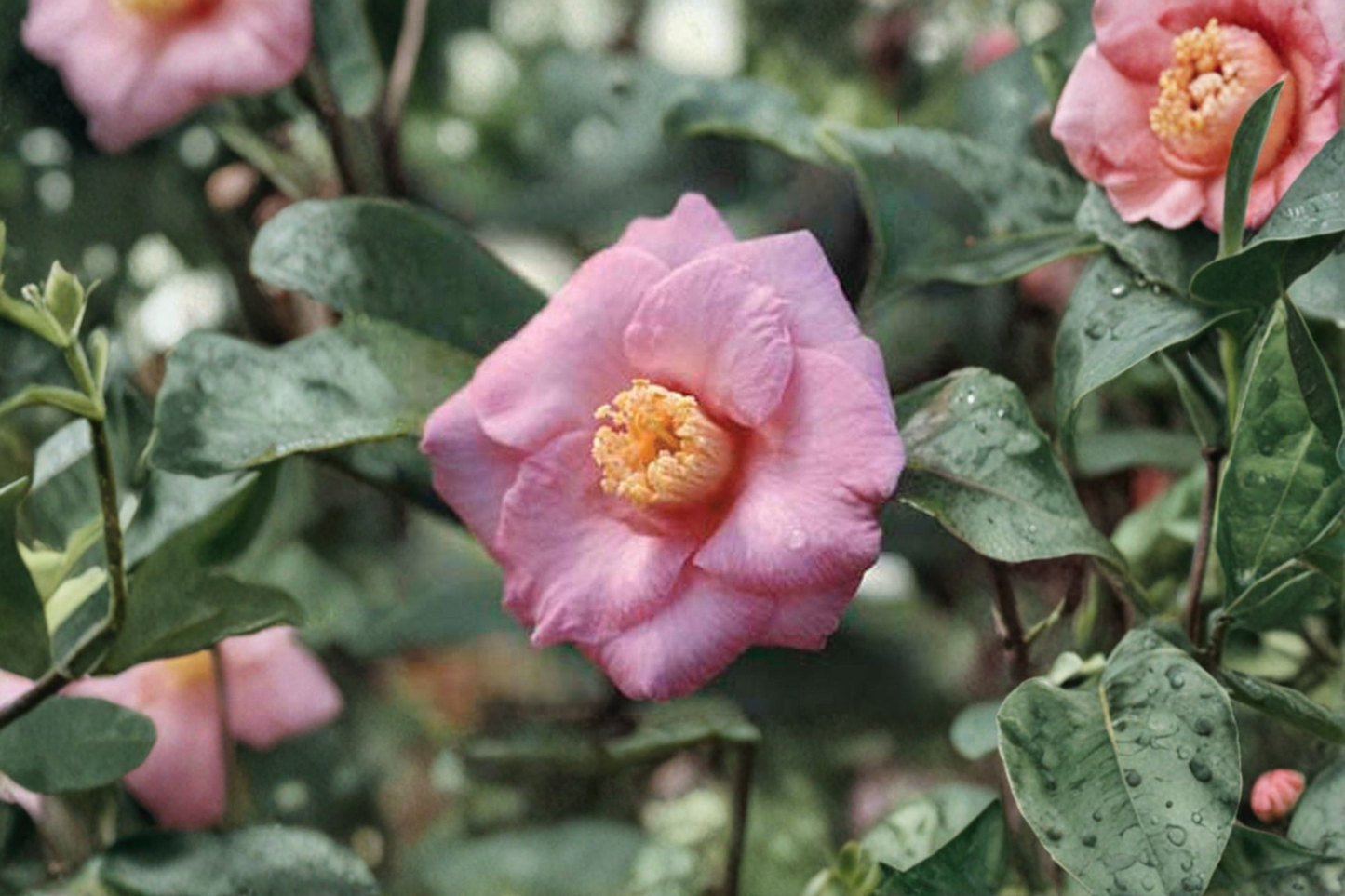 Japanese Camellia ‘Isaribi’ 1 Gallon Live Plant – Camellia japonica Red Flowering Evergreen Shrub