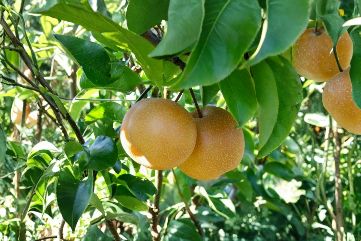Shinseiki Asian Pear Tree Grafted Live Fruit Tree Tall Self Pollinating Pear Tree Ready to Plant Tree Only