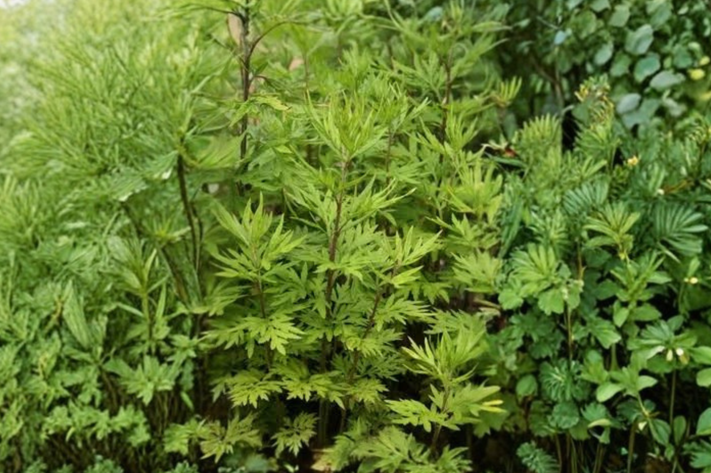 2 Live Mugwort Plants 12–18 Inches Tall – Artemisia vulgaris