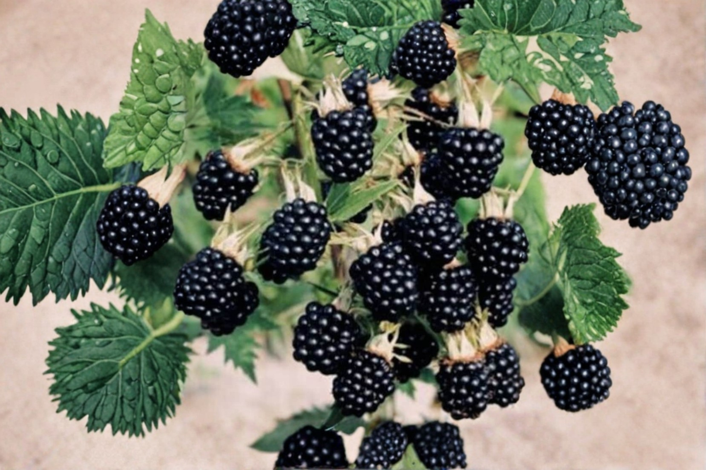Arapaho Thornless Blackberry Seeds Rare Berry Variety 30 Seeds Garden Fruit Planting Seed Pack