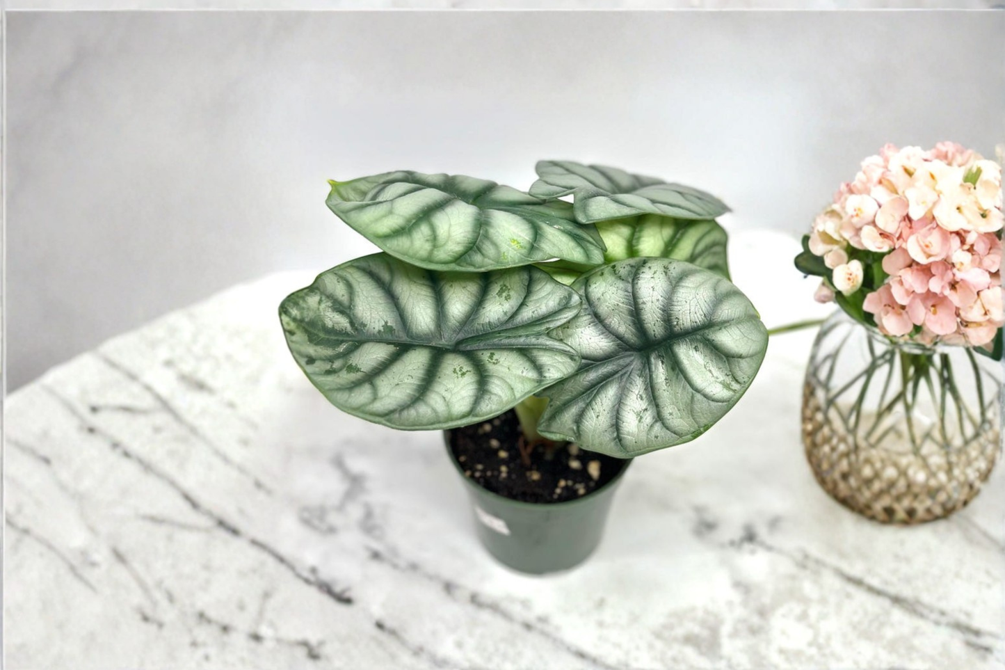 Alocasia Silver Dragon Live Plant Rare Tropical Houseplant 4 Inch Rooted Starter