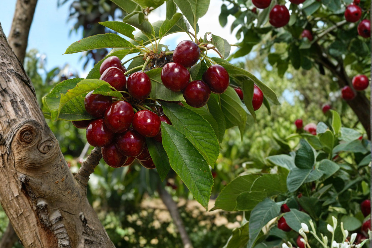 Lapins Cherry Tree Live Plant 4 ft – Sweet Cherry Fruit Tree for Home Garden, Self Fertile Outdoor Orchard Tree, Easy to Grow