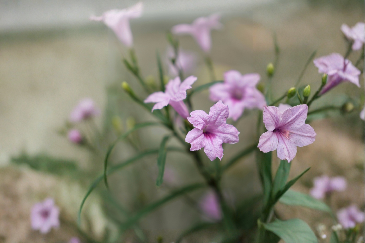 3 Dwarf Ruellia Live Plants – Pink Flowering Starter Plants (Ruellia simplex)