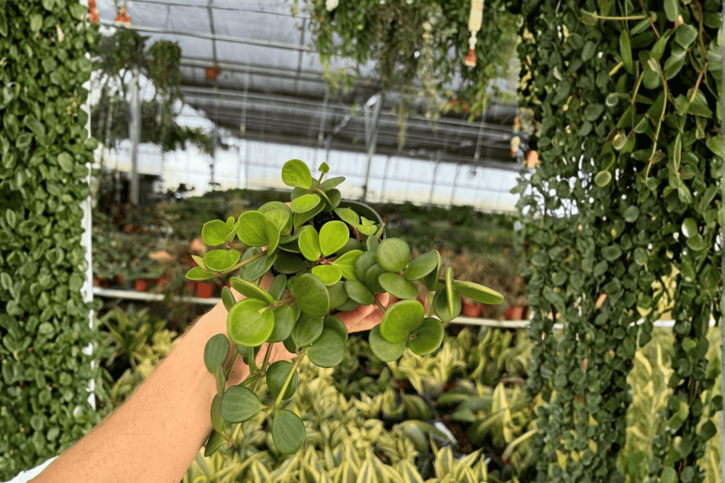 2 Peperomia 'Hope' Live Plants – 4-Inch Potted Houseplants (Peperomia 'Hope')