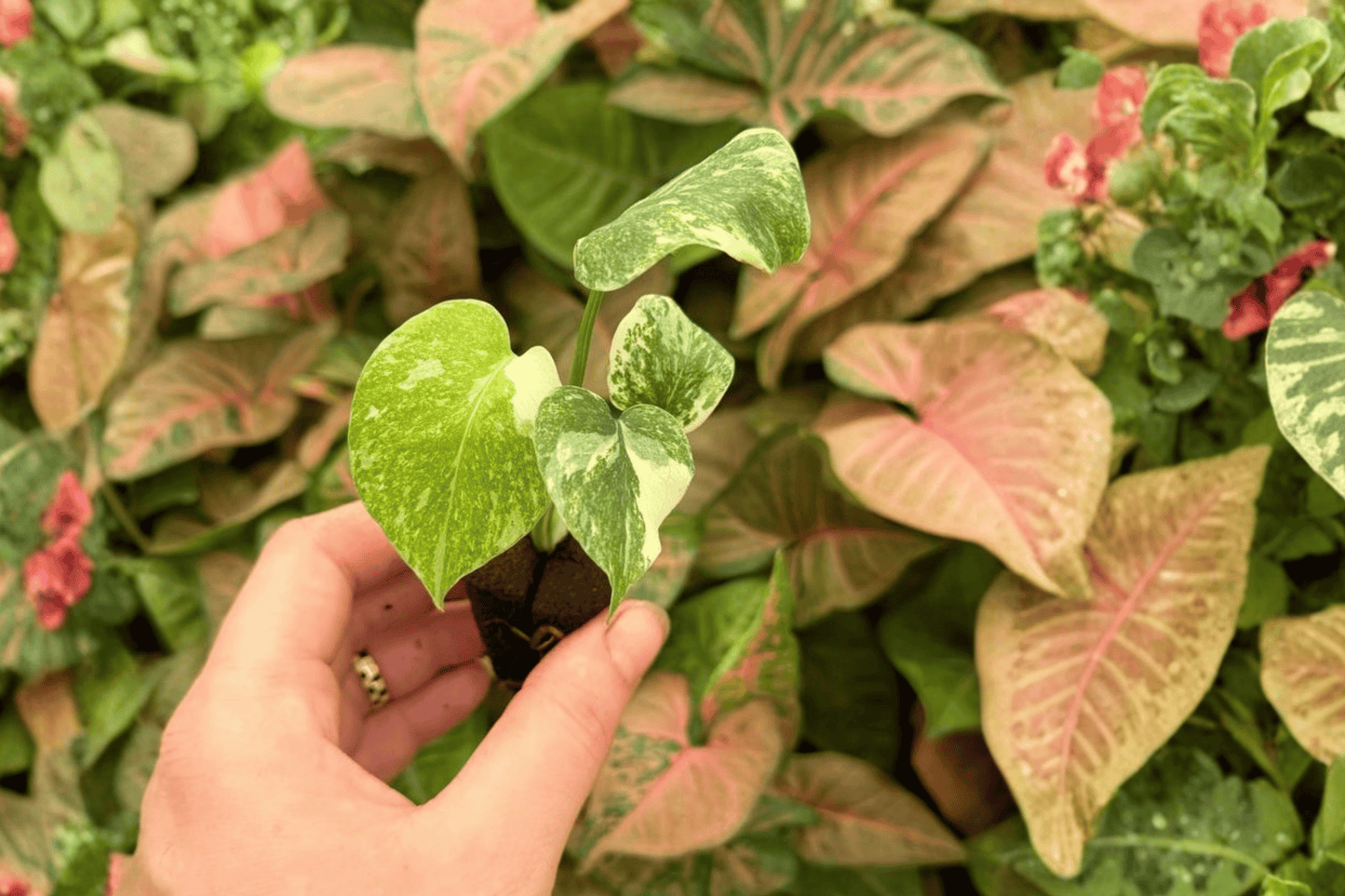 Monstera Legacy 2 Exact Live Starter Plants – Monstera deliciosa