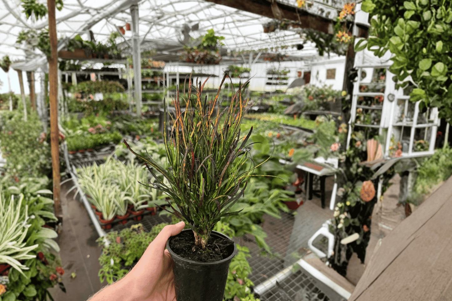 2 Picasso's Paintbrush Croton Live Plants in 4-Inch Pots – Codiaeum variegatum 'Picasso's Paintbrush'