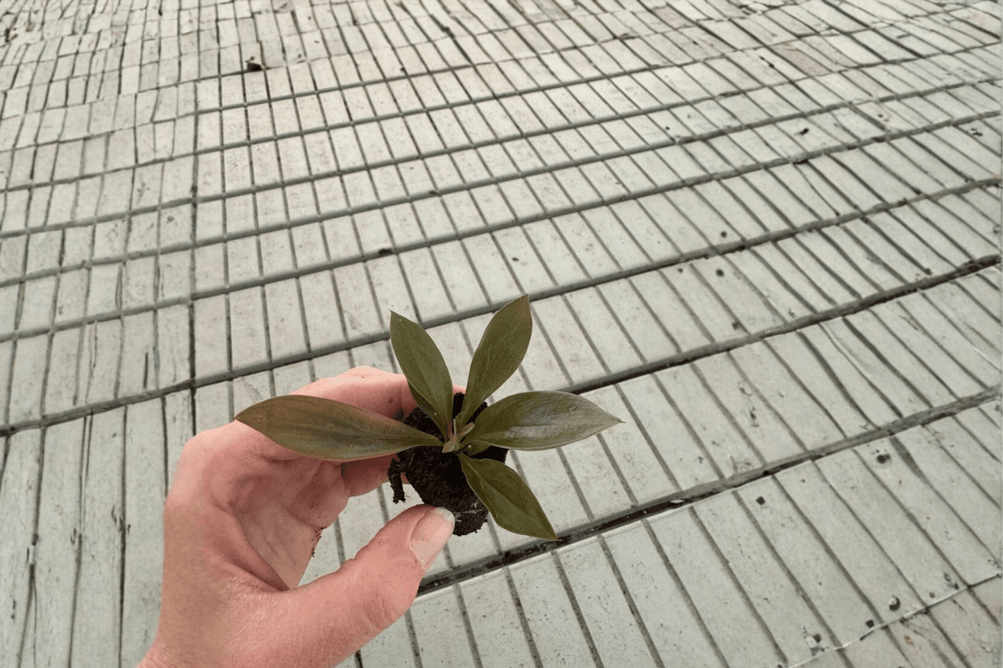 2 Philodendron linnaei (Kunth) Starter Plants – Bare Root – Philodendron linnaei