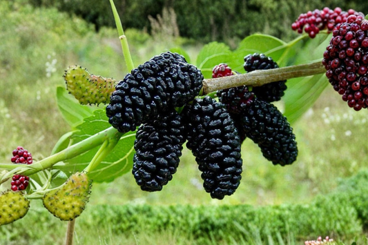 Dwarf Everbearing Mulberry Tree Live Plant 4ft Tall Fruiting Age Morus Nigra Tree Sweet Fruit Ready to Plant Tree Only