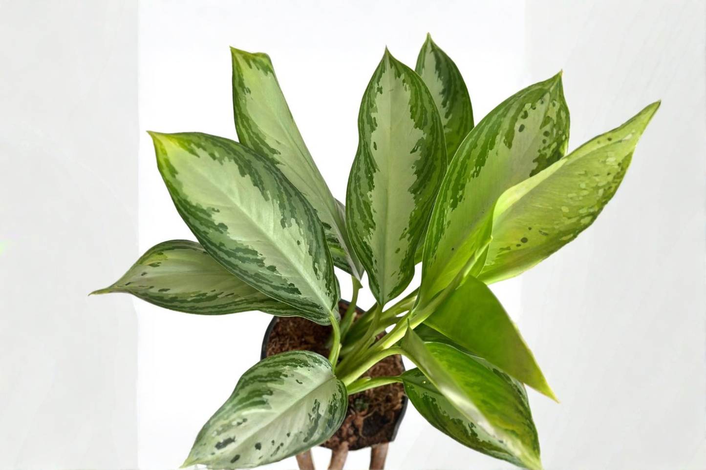 Aglaonema Silver Bay Live Plant Chinese Evergreen Indoor Houseplant Tropical Starter Plant Decor Gift