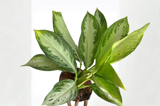 Aglaonema Silver Bay Live Plant Chinese Evergreen Indoor Houseplant Tropical Starter Plant Decor Gift