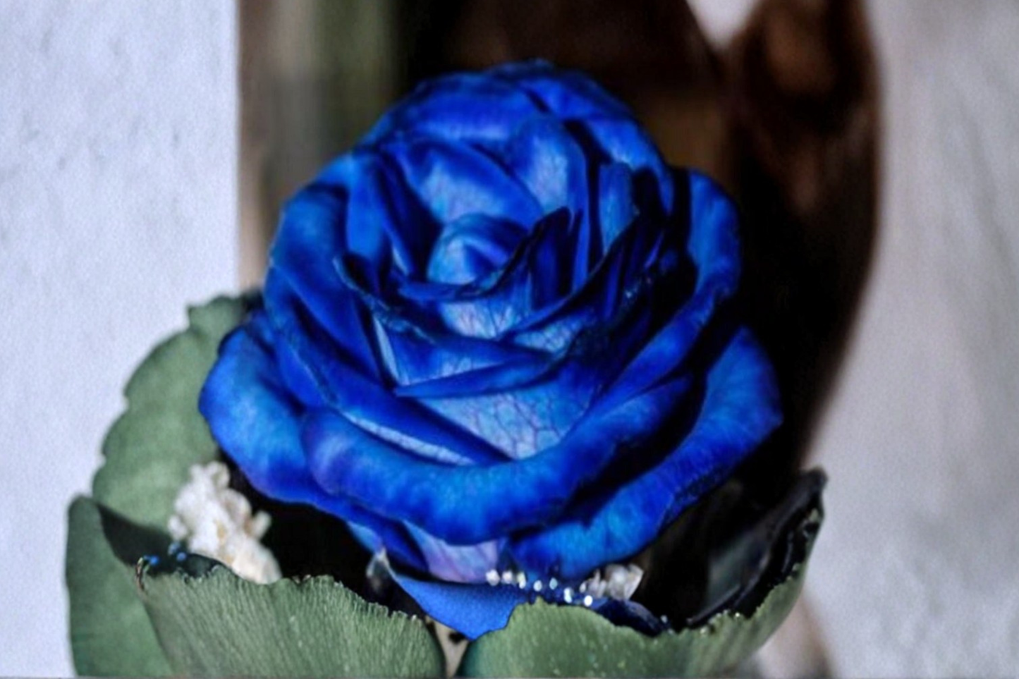 Hampton Blue Rose Seeds 30 Pack Rare Rose Bush Flower Plant Cottage Garden Seeds for Planting