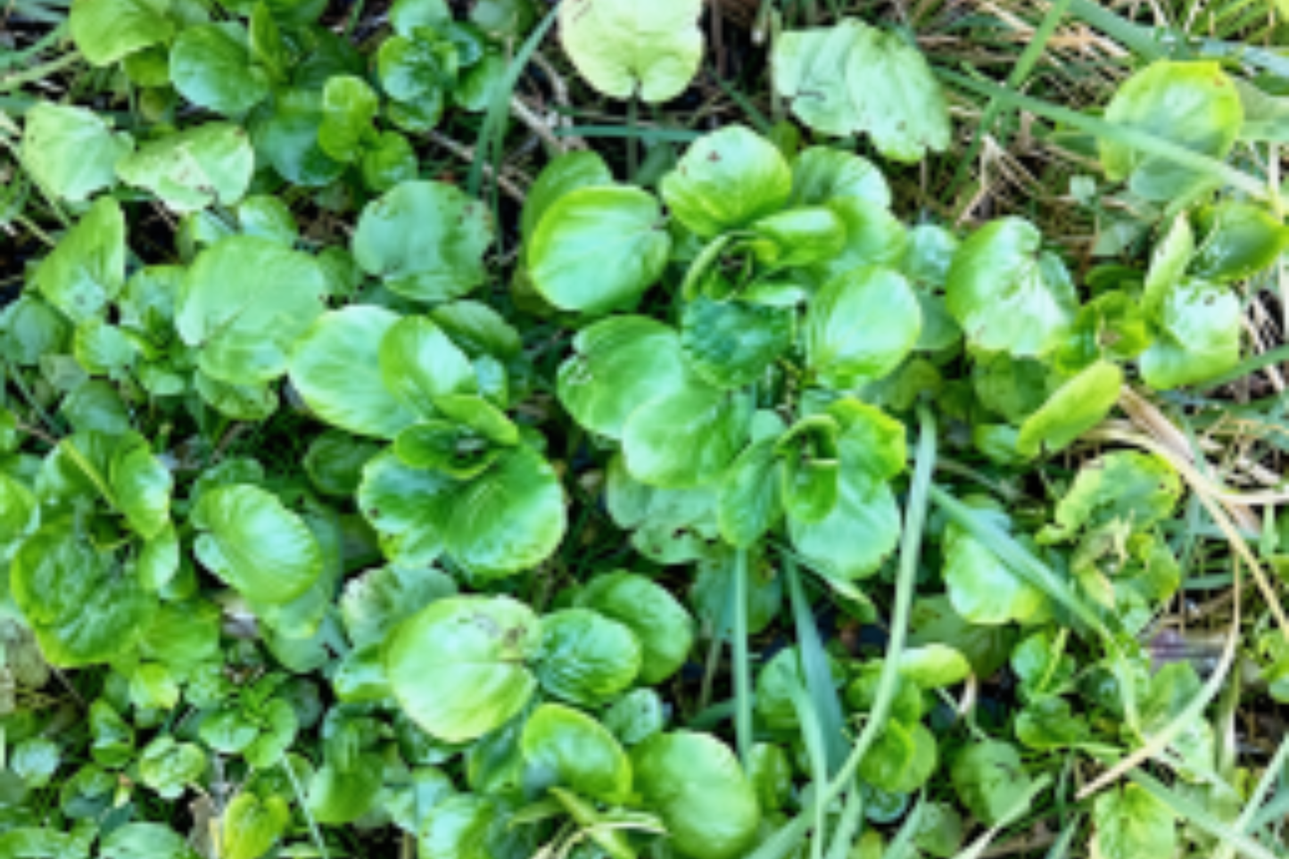 Live Watercress Plant with Pot – Garden Ready Vegetable Plant (Nasturtium officinale)
