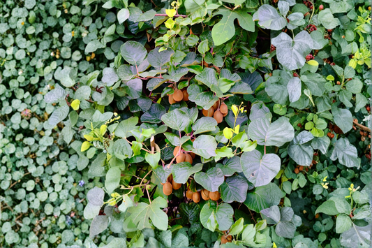 1 Clark Male Kiwi Pollinator Live Rooted Starter Plant – Actinidia deliciosa – USDA Zones 4–8