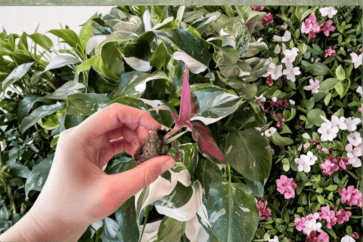 2 Calathea 'Misty' Starter Plants Bare Root – Goeppertia 'Misty'