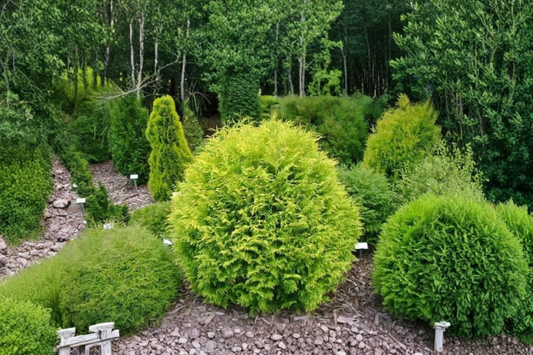 Golden Globe Arborvitae Live Plant 4 Inch Pot Thuja occidentalis Aurea Dwarf Evergreen Shrub Yellow Green Garden Plant