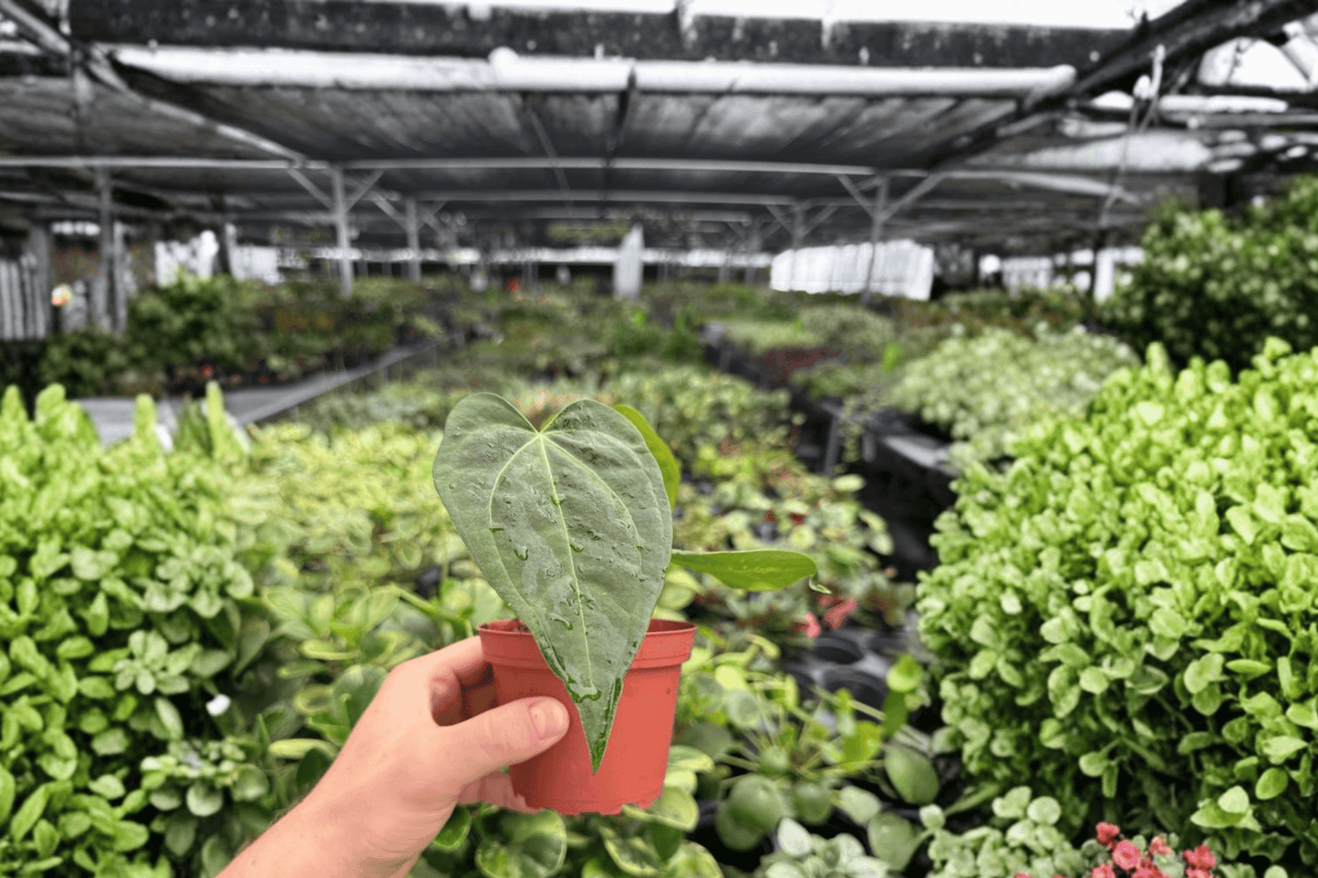 Anthurium Dark Phoenix x Besseae 2 Exact Live Plants – 4-Inch Pots