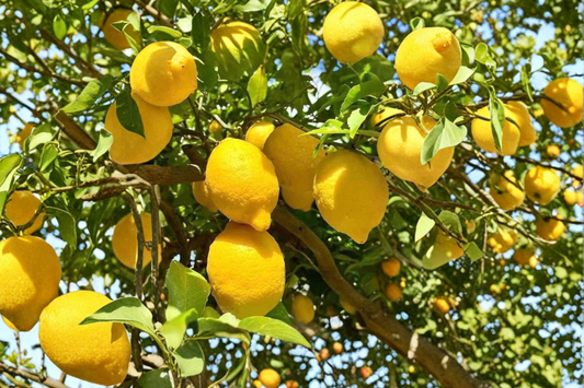 Dwarf Meyer Lemon Tree Air Layered 2 ft+ 1 Gallon Pot – Citrus meyeri Live Plant for Patio Garden (No Ship to CA)