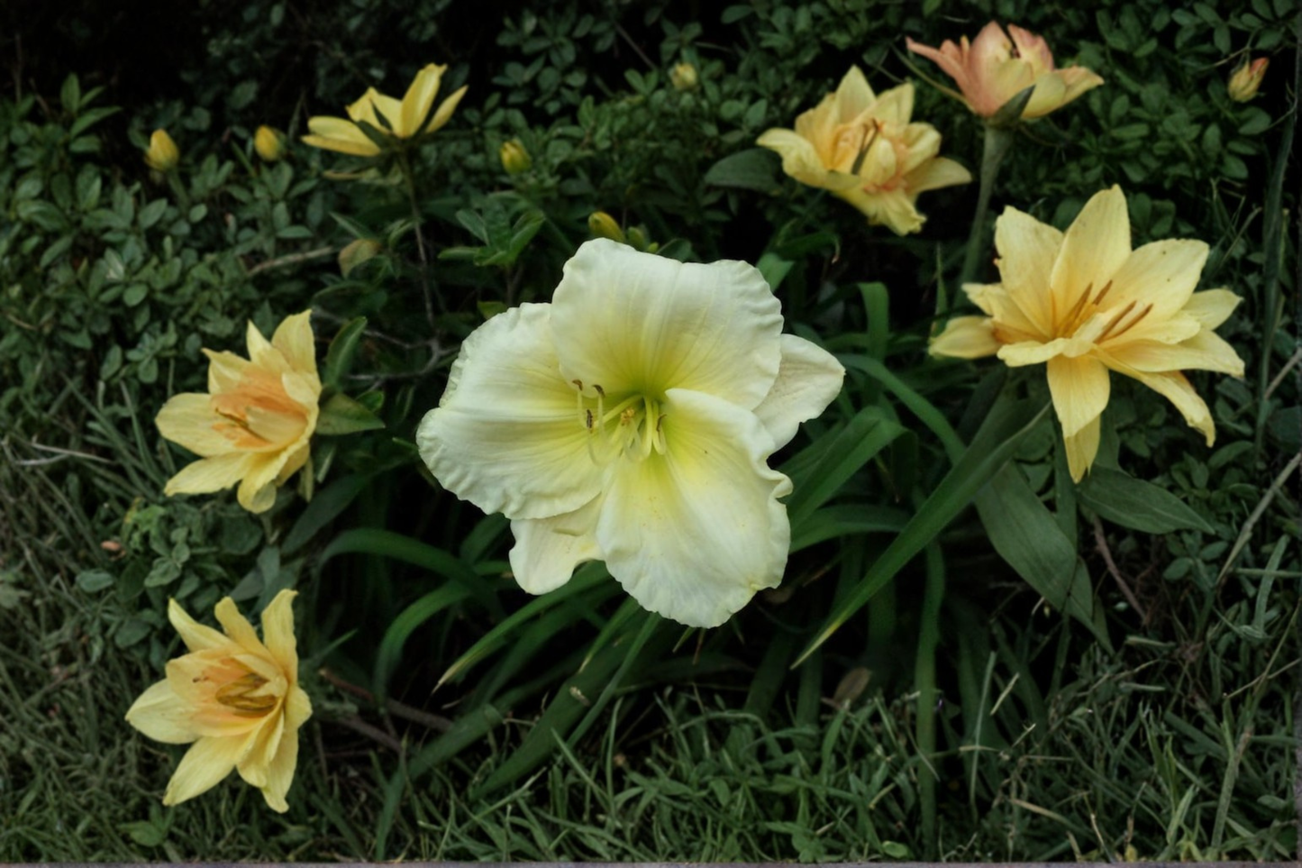 Daylily ‘Gentle Manners’ 3 Bare Root Plants – Pink Hemerocallis Perennial for Summer Garden Flowers