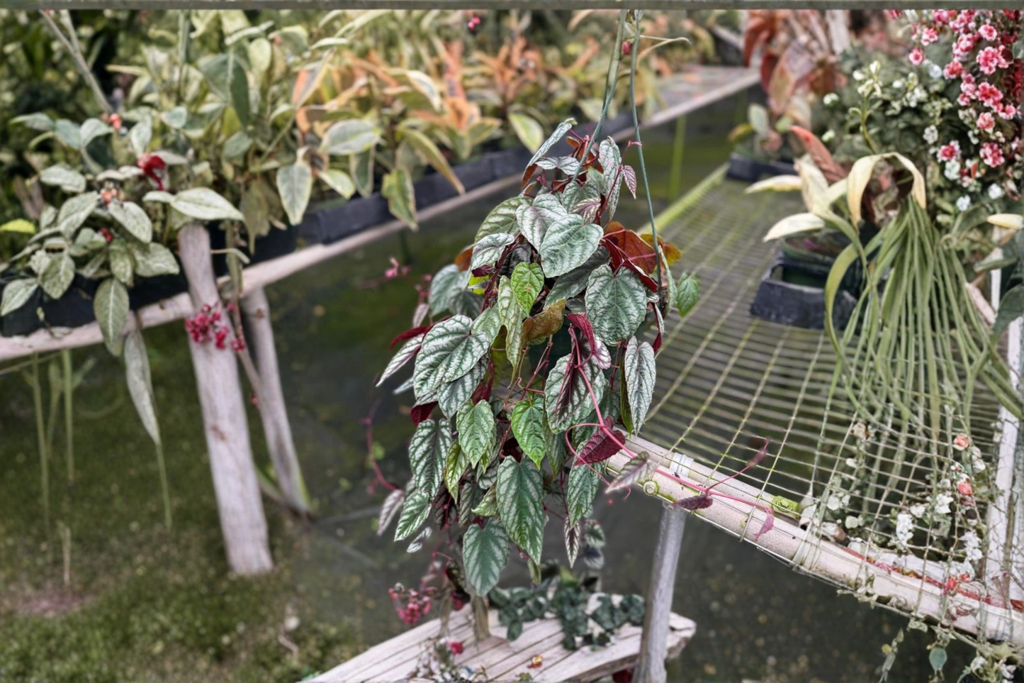 Cissus Discolor Live Plant Rex Begonia Vine Tropical Houseplant Rooted Starter