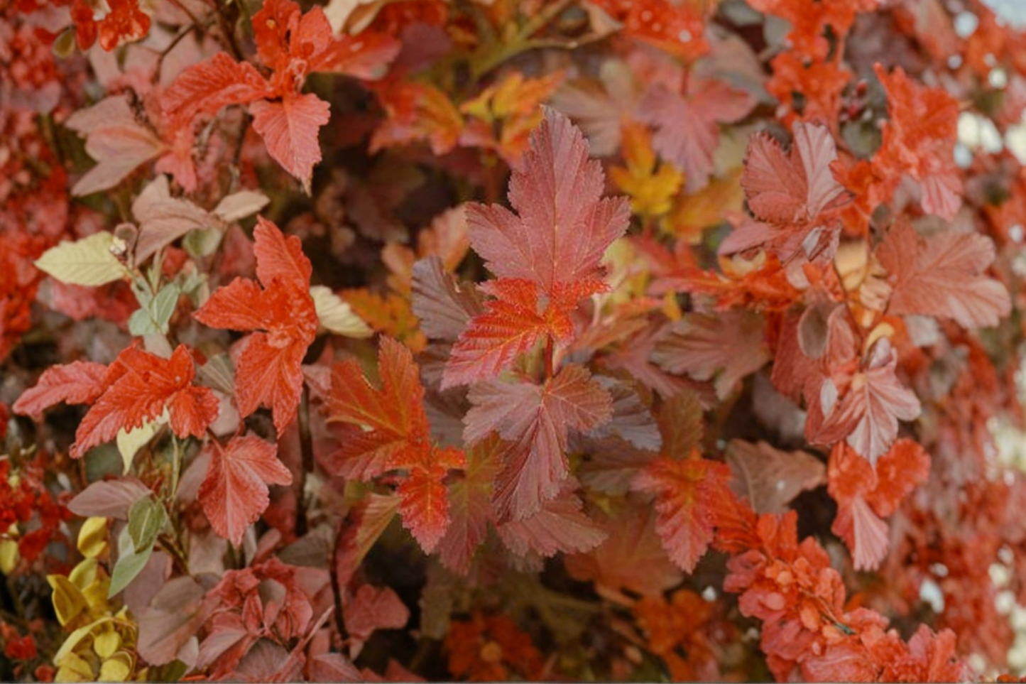 Center Glow Ninebark Live Plant 4 Inch Pot – Physocarpus opulifolius Colorful Foliage Shrub Red Yellow Leaves Garden Plant
