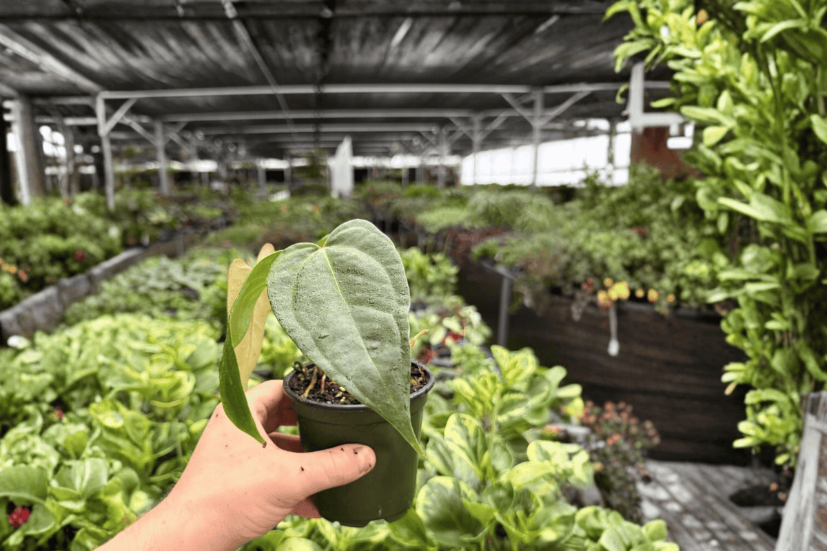 Anthurium Subsignatum x Regale 2 Exact Live Plants – 4-Inch Pots