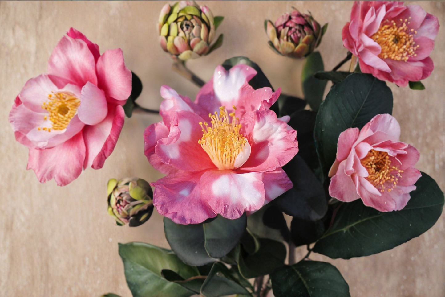 Variegated Camellia ‘Charlean’ 1 Gallon Live Plant – Camellia japonica Pink White Evergreen Flowering Shrub