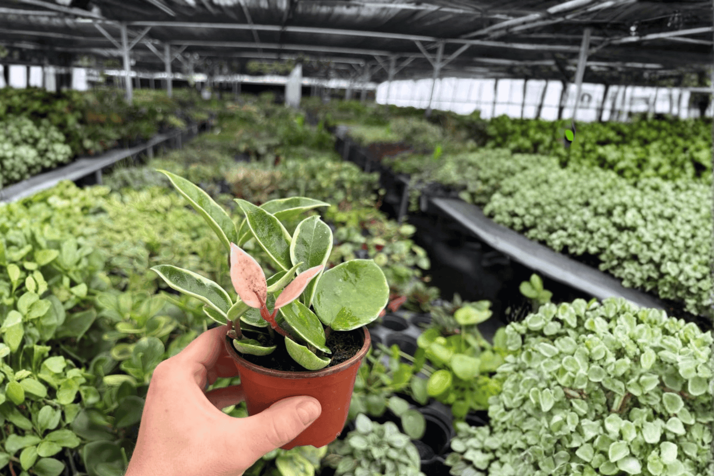 Hoya Carnosa Albomarginata 2 Exact Live Plants – 4-Inch Pots – Hoya carnosa