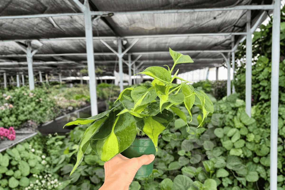 Philodendron Brasil – 2 Exact Live Plants, 4-Inch Size – Philodendron hederaceum ‘Brasil’