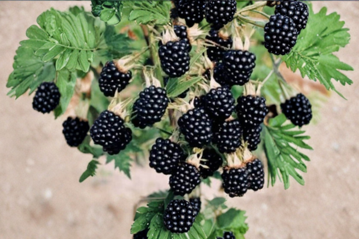 Arapaho Thornless Blackberry Seeds 3 Pack Rare Berry Plant Seeds USA Seller Combined Shipping