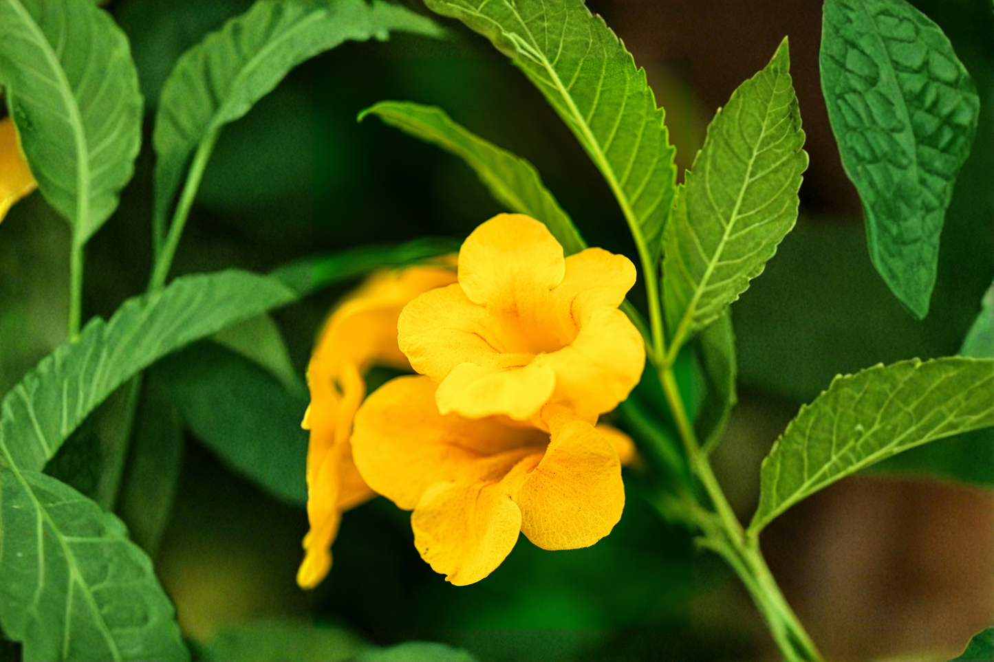 Yellow Crossvine Live Rooted Starter Plant – Bignonia capreolata – Butterfly & Hummingbird Vine