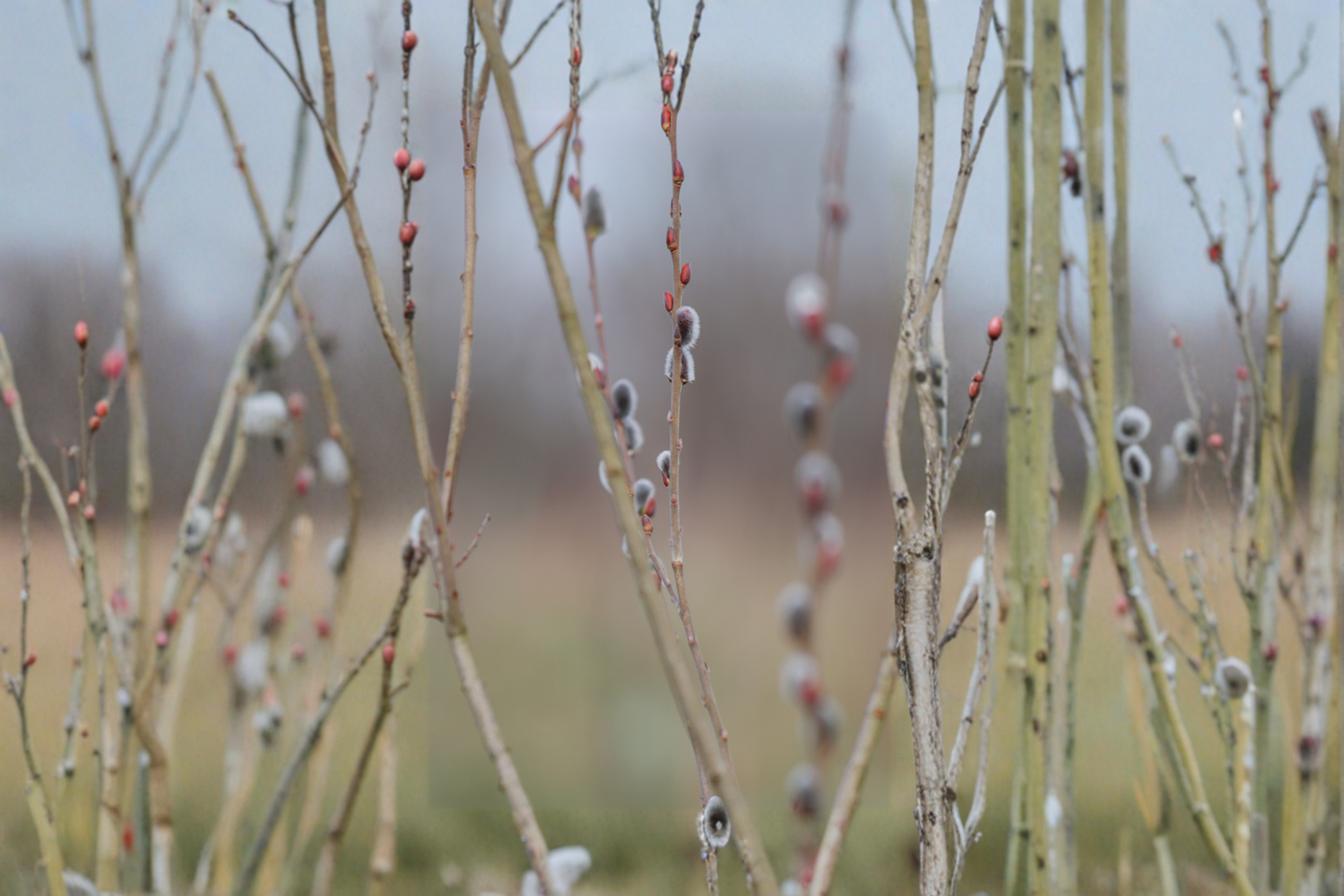 Black Pussy Willow Live Plant 16-20 Inch Tall in Half Gallon Pot Salix Melanostachys Ornamental Shrub