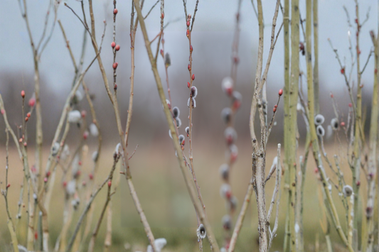 Black Pussy Willow Live Plant 16-20 Inch Tall in Half Gallon Pot Salix Melanostachys Ornamental Shrub