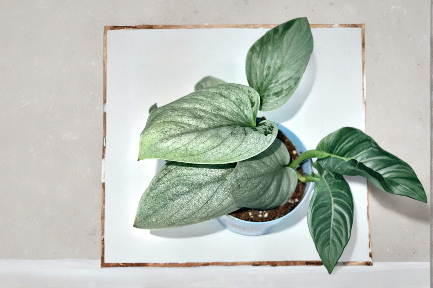 Scindapsus Sooo Silver Live Plant Rare Silver Vine Houseplant Indoor Tropical Starter Plant Decor Gift