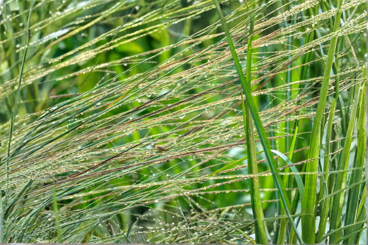 Vetiver Live Plant for Erosion Control & Ornamental Use – Chrysopogon zizanioides