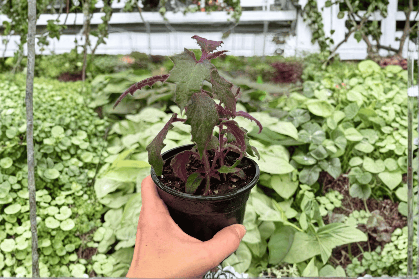 Purple Passion Plant 2 Exact Live Plants – 4-Inch Pots – Gynura aurantiaca