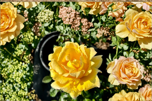 Golden Masterpiece Yellow Rose Bush 2 Gal Live Plant, Hybrid Tea Rose Shrub for Garden Beds Landscaping