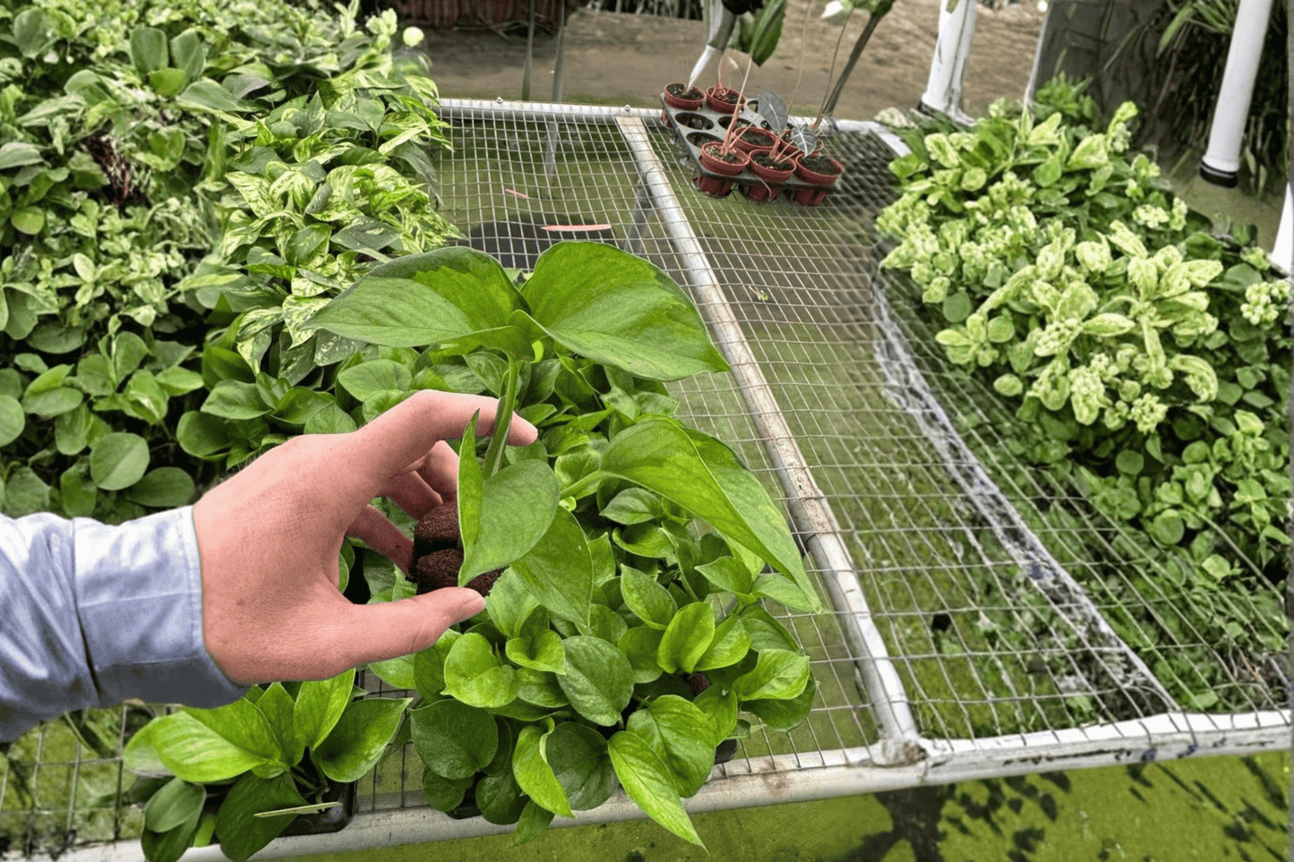 Lemon Top Pothos 2 Live Starter Plants – Epipremnum aureum