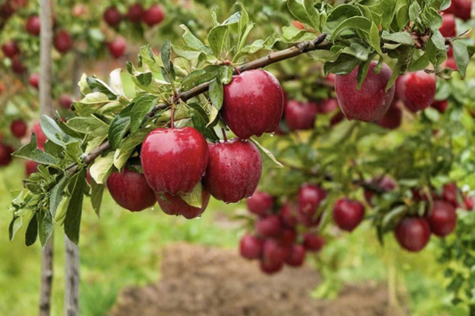 Dwarf Red Delicious Apple Tree Grafted Live Fruit Tree Compact Apple Tree Ready to Plant Home Orchard Tree Only