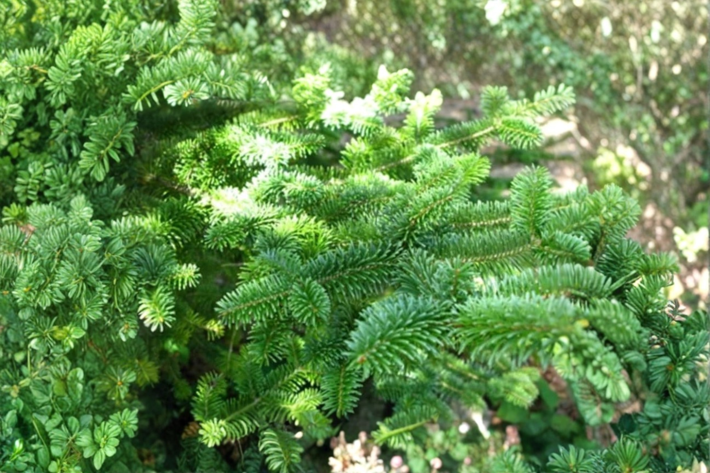 Canaan Fir Live Plant 4 Inch Pot – Abies balsamea x Canaan Evergreen Tree Compact Conifer Green Needles Garden Plant