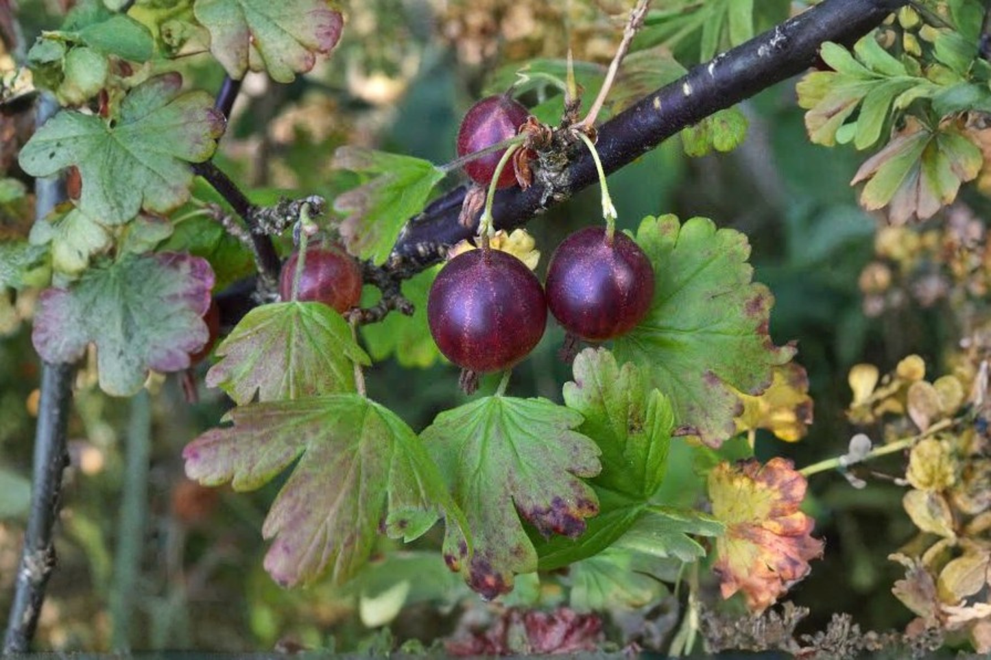 Black Velvet Gooseberry × Worcesterberry Live Plant – 1 Perennial Fruit Plant (Zones 4–7)