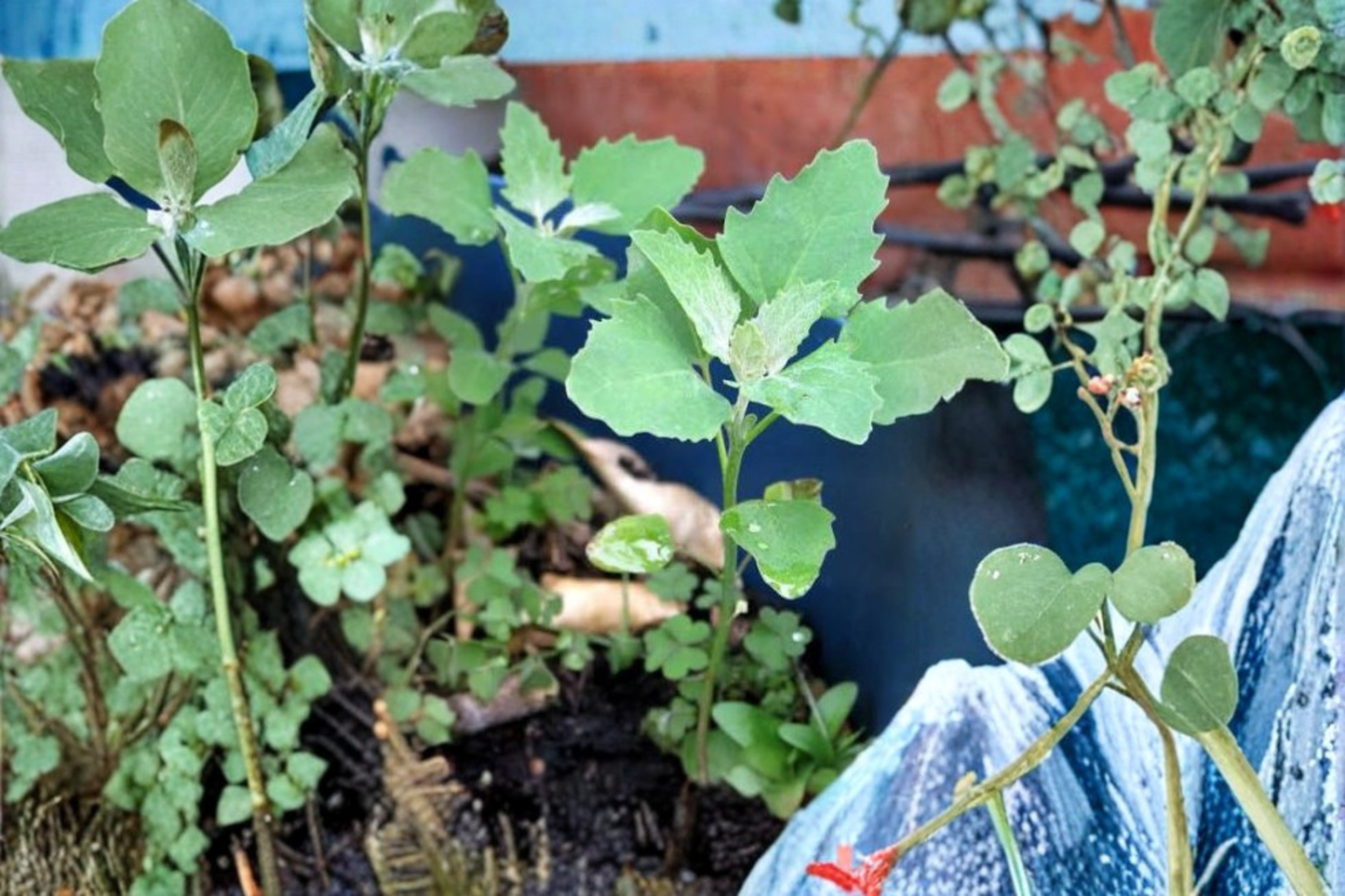 Goosefoot (Lamb's Quarters) Heirloom Live Plant – Non-GMO in 3.5-Inch Pot (Chenopodium album)