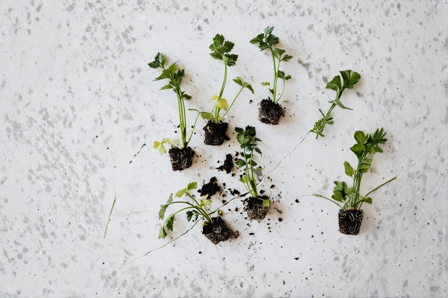 12+ True Celery Bare Root Live Plants – Organic Young Transplants – Apium graveolens