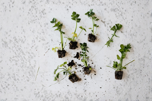 12+ True Celery Bare Root Live Plants – Organic Young Transplants – Apium graveolens
