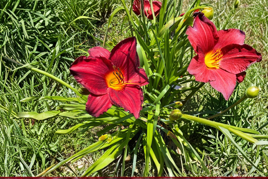 Daylily ‘Chicago Brave’ 3 Bare Root Plants – Red Yellow Hemerocallis Perennial for Summer Garden Flowers