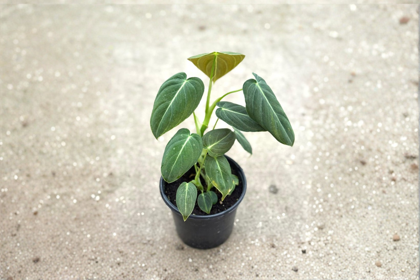 Philodendron Melanochrysum Live Plant Velvet Leaf Philodendron in 3-4 Inch Pot Rare Indoor Houseplant Gift