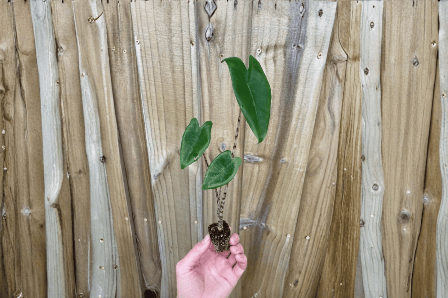 2 Alocasia Zebrina Starter Plants – Bare Root – Alocasia zebrina