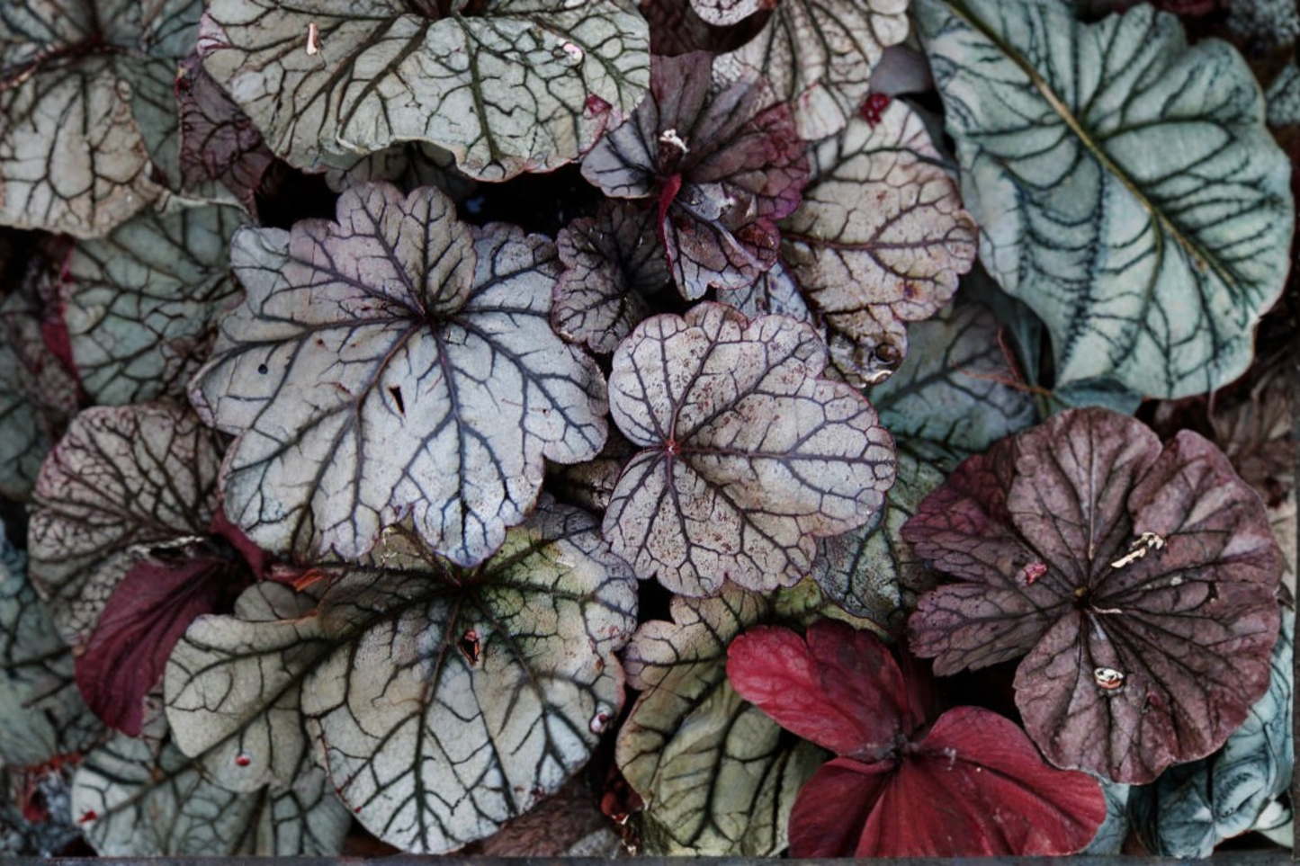 Silver Scrolls Coral Bells Live Plants 3 Rooted Starters in 1 Qt Pots Heuchera Silver Foliage Perennial Plant