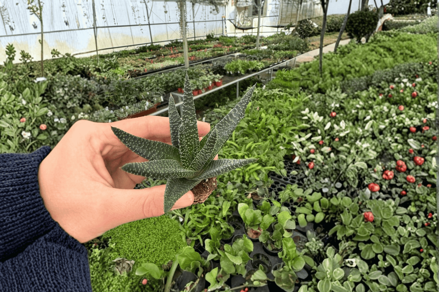 2 Haworthia 'Royal Highness' Starter Plants – Live Haworthia Succulents