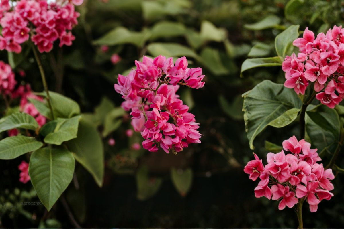 2 Mexican Creeper Live Plants 4–6 Inches Tall – Tropical Vine (Antigonon leptopus)