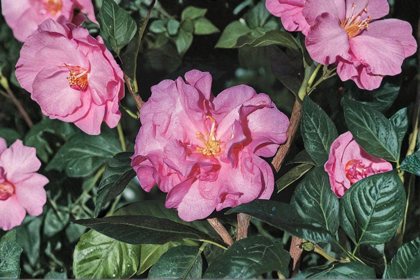 Japanese Camellia ‘Ballet In Pink’ 1 Gallon Live Plant – Camellia japonica Pink Evergreen Flowering Shrub